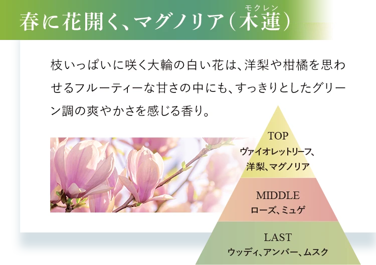 春に花開く、マグノリア(木蓮)