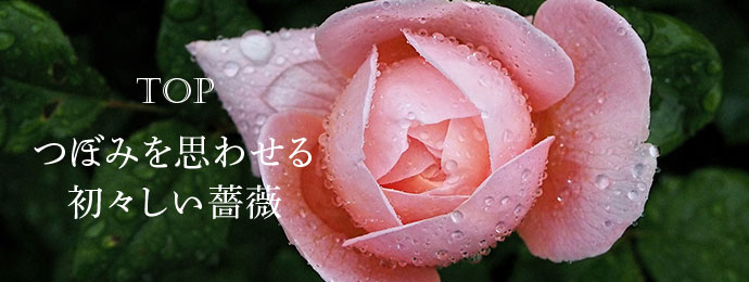 つぼみを思わせる初々しい薔薇