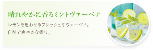 晴れやかに香るミントヴァーベナ